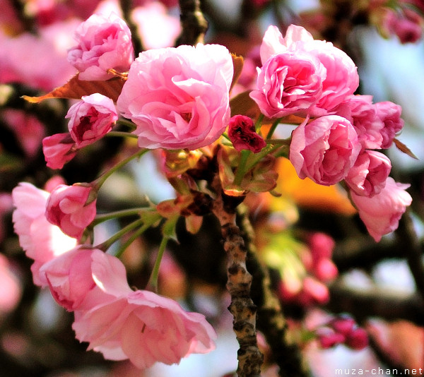 Sakura flower Sakura flower