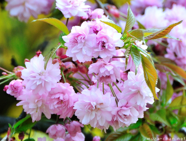 Sakura flower Sakura flower
