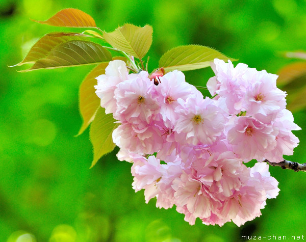 Sakura flower Sakura flower