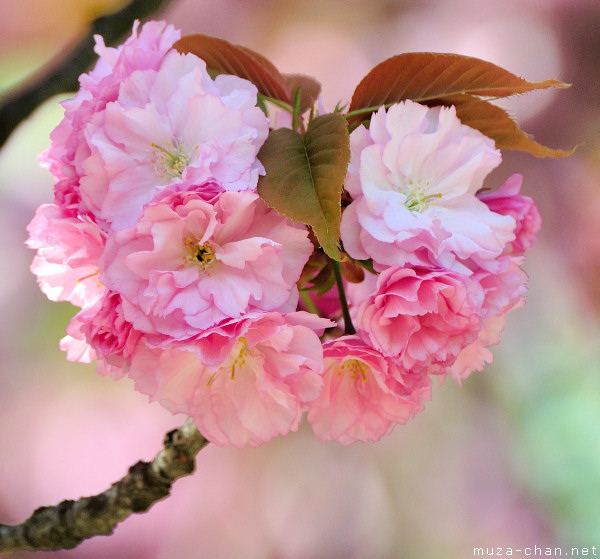 Sakura flower Sakura flower