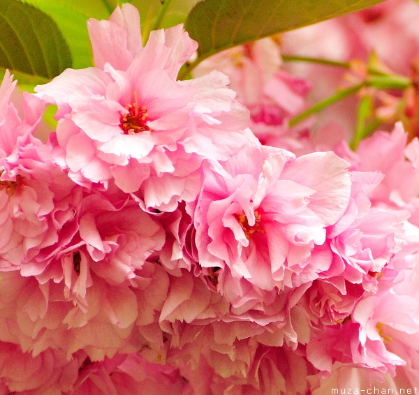 Sakura flower Sakura flower