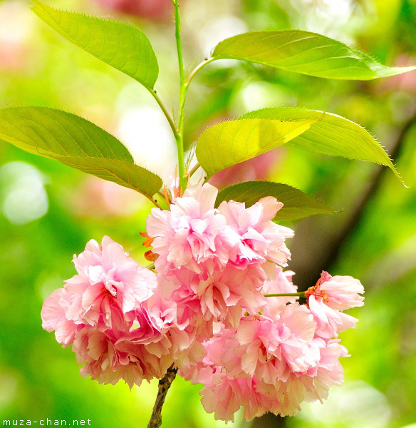 Sakura flower Sakura flower