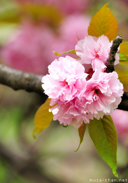 Sakura flower Sakura flower