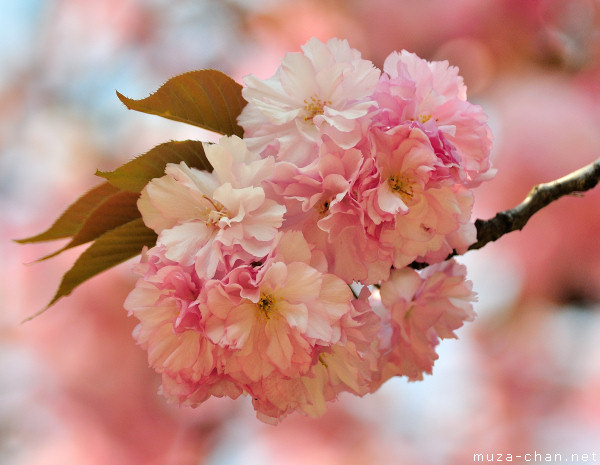 Sakura flower Sakura flower