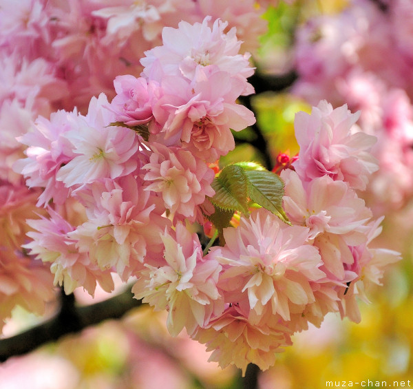 Sakura flower Sakura flower