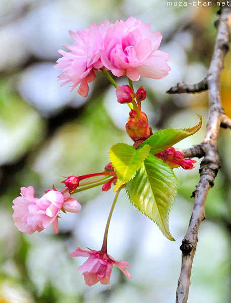 Sakura flower Sakura flower