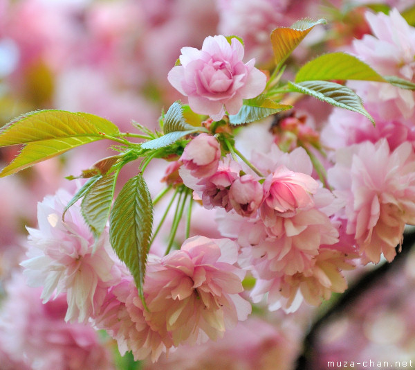 Sakura flower Sakura flower