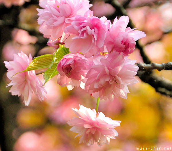 Sakura flower Sakura flower