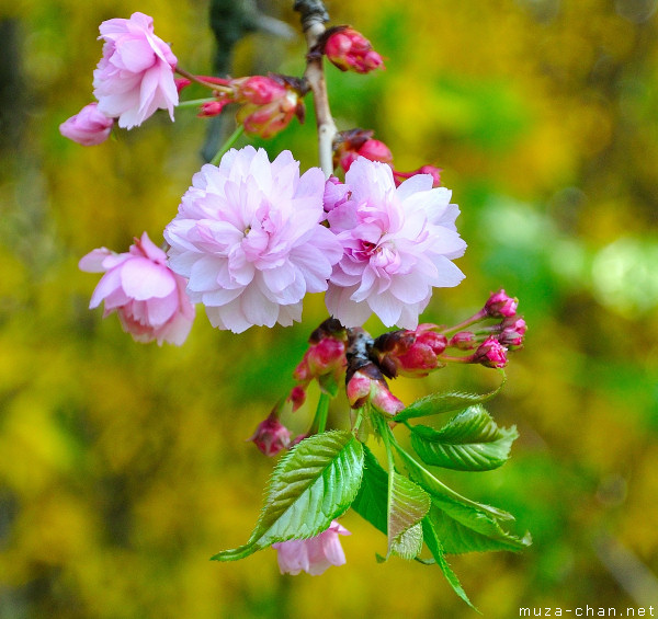 Sakura flower Sakura flower