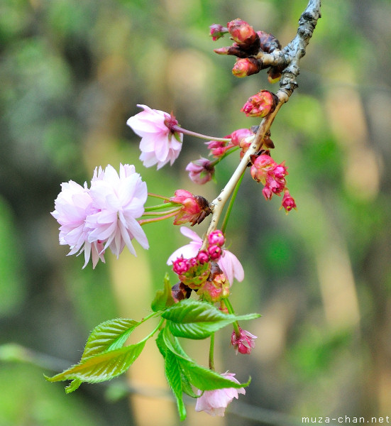 Sakura flower Sakura flower