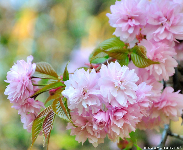 Sakura flower Sakura flower