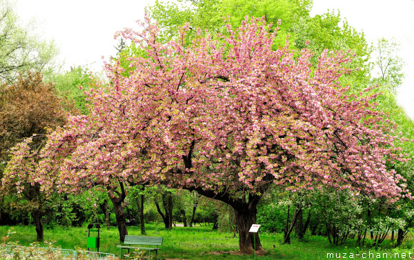 Sakura tree Sakura tree