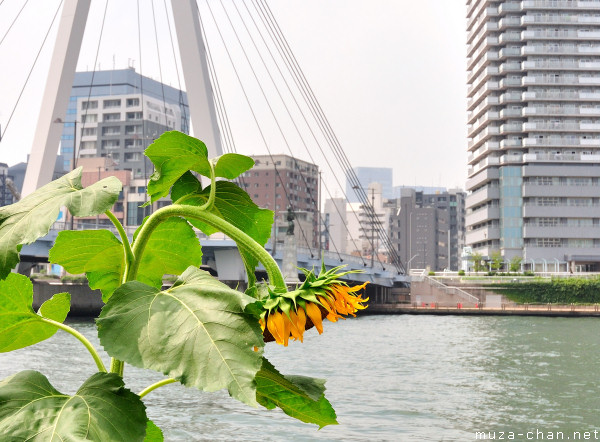 Tsukishima Island, Chou Bridge (Chuo Ohashi), Tokyo