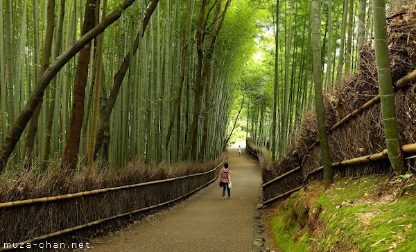 Bamboo groves, Arashiyama, Kyoto Bamboo groves, Arashiyama