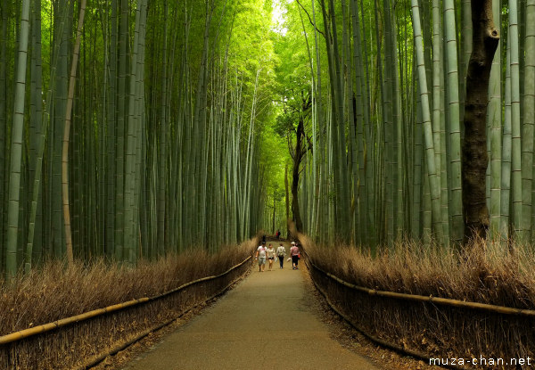 Bamboo groves, Arashiyama, Kyoto Bamboo groves, Arashiyama