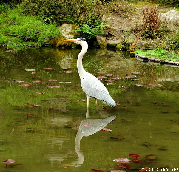 Heron, Heian Shrine, Kyoto Heron, Heian Shrine, Kyoto