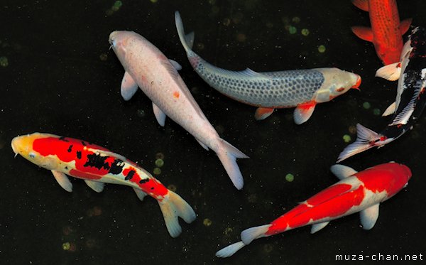 Japanese Koi Japanese Koi
