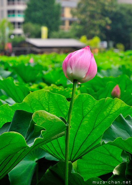 Lotus flower, Shinobazu Pond, Ueno, Tokyo Lotus flower, Shinobazu Pond, Ueno, Tokyo