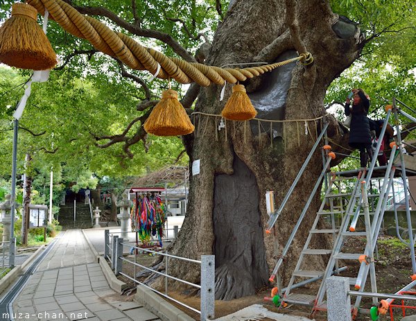 A-bombed camphor tree, Sanno Shrine, Nagasaki A-bombed camphor tree, Sanno Shrine, Nagasaki