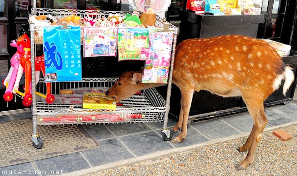 Shika deer, Nara Shika deer, Nara