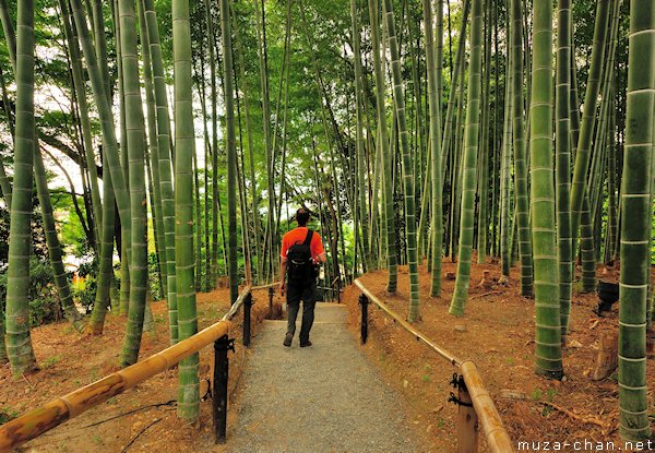 Bamboo grove, Kodaiji Temple, Higashiyama, Kyoto Bamboo grove, Kodaiji Temple, Higashiyama, Kyoto