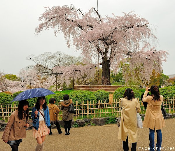 Gion Shidare Sakura, Maruyama Park, Kyoto Gion Shidare Sakura, Maruyama Park, Kyoto