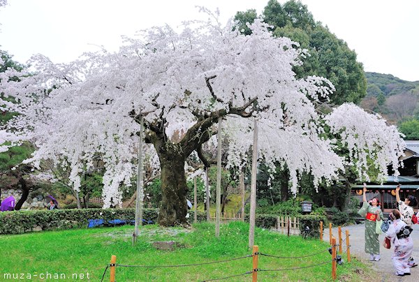Maruyama Park, Kyoto