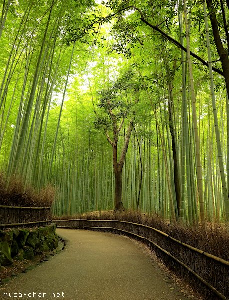 Bamboo groves, Arashiyama
