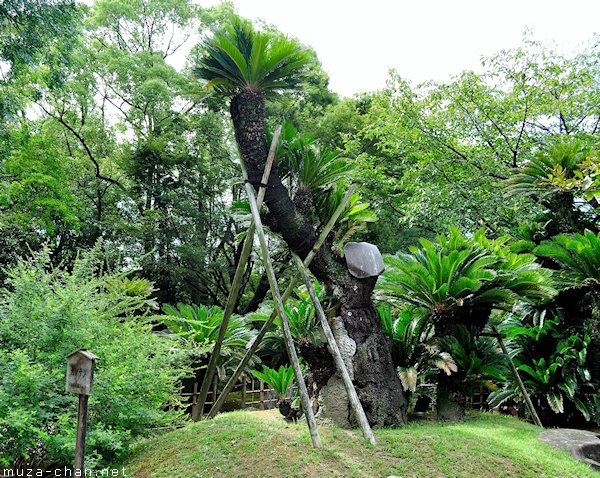 A-bombed palm tree, Shukkeien Garden, Hiroshima A-bombed palm tree, Shukkeien Garden, Hiroshima