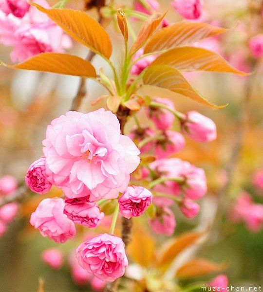 Kanzan sakura flower Kanzan sakura flower