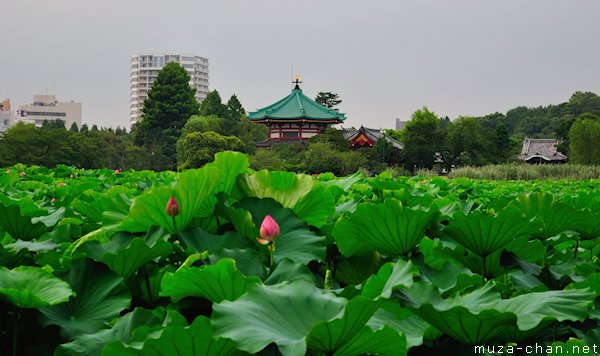 Lotus flower, Shinobazu Pond, Ueno, Tokyo