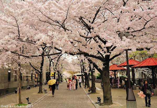 Shirakawa-dori, Gion, Kyoto