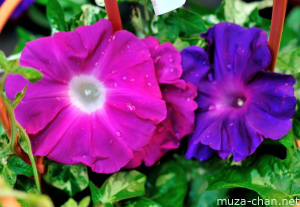 Asagao Ichi (Morning Glory Fair) Iriya Kishimojin Temple, Taito-ku, Tokyo