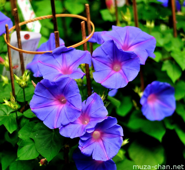 Asagao Ichi (Morning Glory Fair) Iriya Kishimojin Temple, Taito-ku, Tokyo Asagao Ichi (Morning Glory Fair) Iriya Kishimojin Temple, Taito-ku, Tokyo