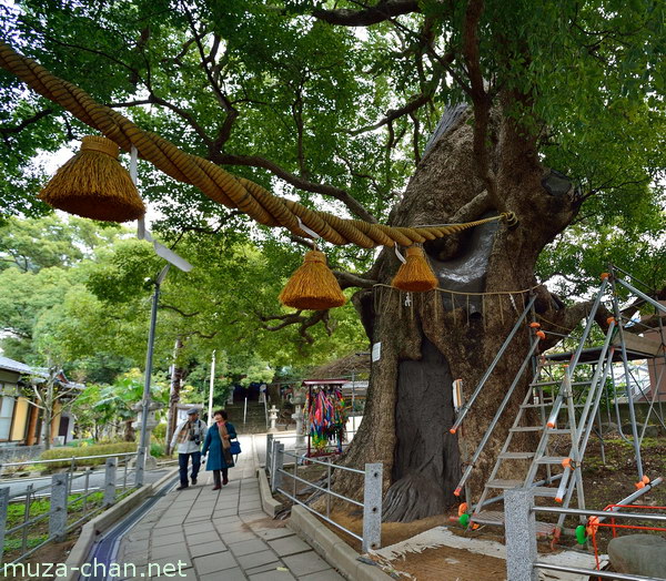 A-bombed camphor tree, Sanno Shrine, Nagasaki A-bombed camphor tree, Sanno Shrine, Nagasaki