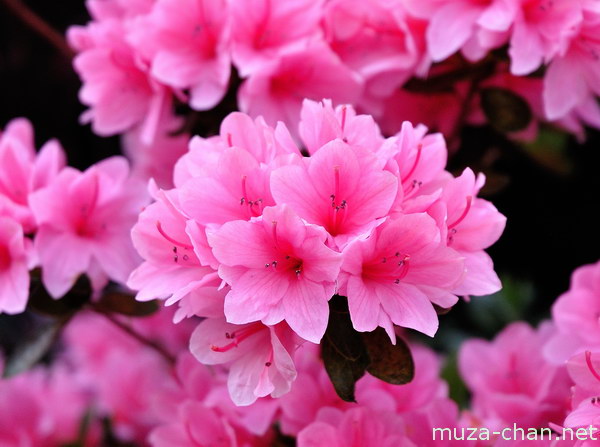 Azalea Azalea