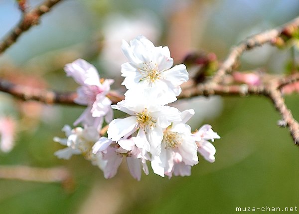 sakura sakura