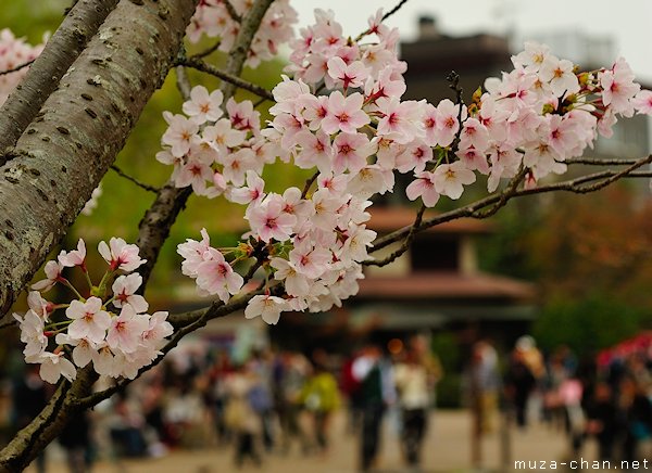 Sakura flower