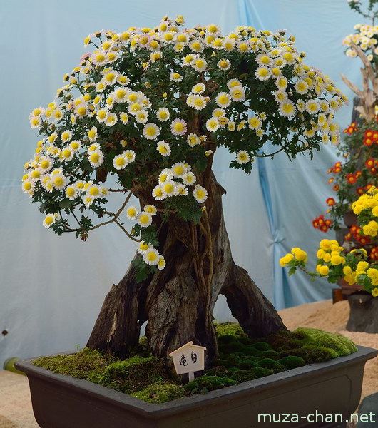 Chrysanthemum display
