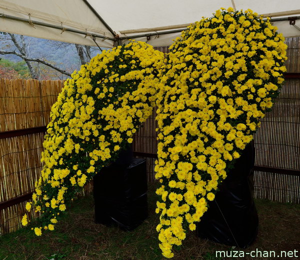 Chrysanthemum display Chrysanthemum display