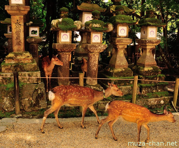 Kasuga Taisha Shrine, Nara Kasuga Taisha Shrine, Nara
