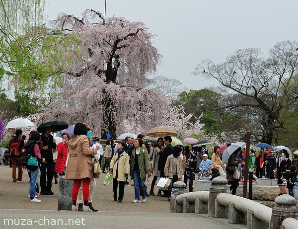 Gion Shidare Sakura, Maruyama Park, Kyoto Gion Shidare Sakura, Maruyama Park, Kyoto