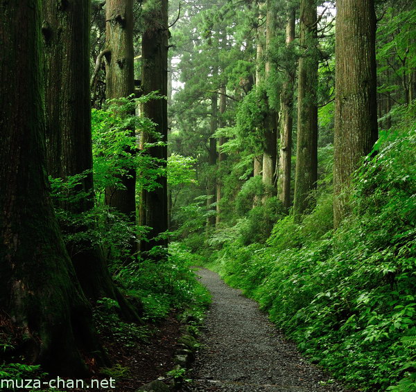 Cedar Trees along the old Tōkaidō road, Hakone