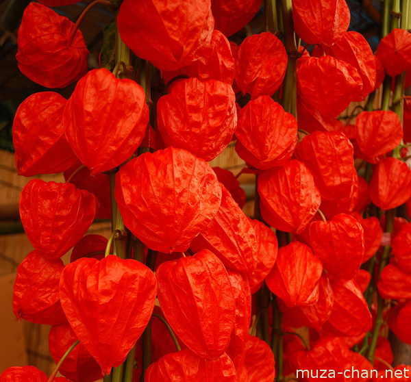 Hozuki (Chinese lantern plant) Hozuki (Chinese lantern plant)