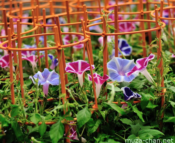 Asagao Ichi (Morning Glory Fair) Iriya Kishimojin Temple, Taito-ku, Tokyo Asagao Ichi (Morning Glory Fair) Iriya Kishimojin Temple, Taito-ku, Tokyo