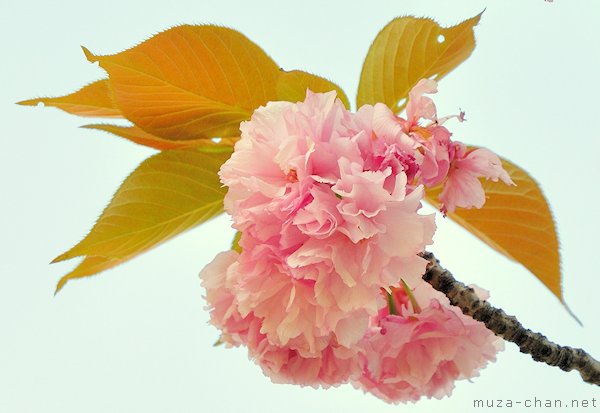 Kanzan sakura flower