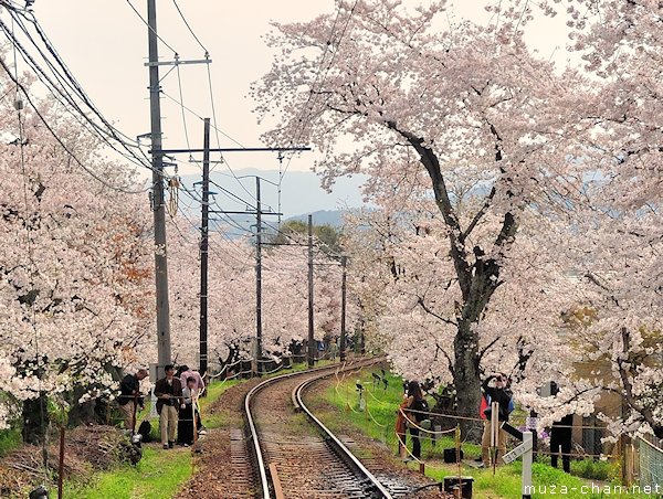 Cherry blossom tunnel, Keifuku line, Arashiyama, Kyoto Cherry blossom tunnel, Keifuku line, Arashiyama, Kyoto