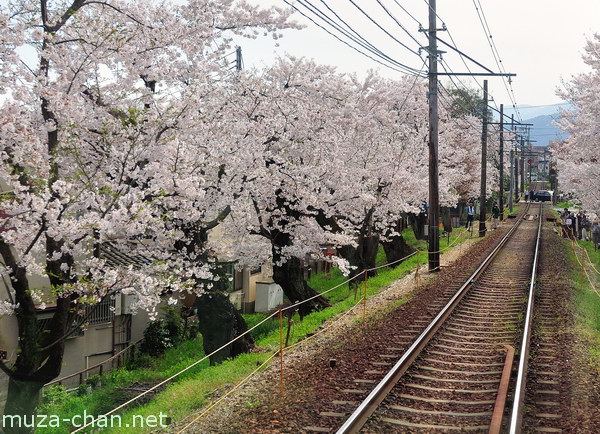 Cherry blossom tunnel, Keifuku line, Arashiyama, Kyoto Cherry blossom tunnel, Keifuku line, Arashiyama, Kyoto