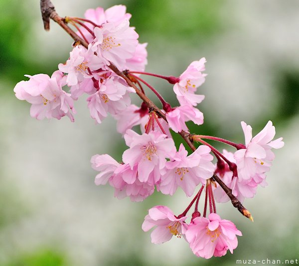 Shidarezakura