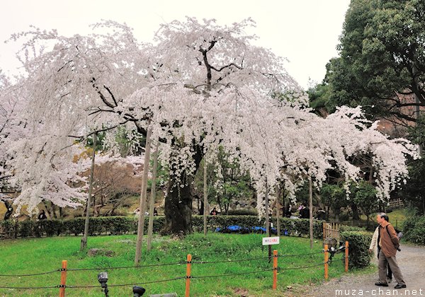 Maruyama Park, Kyoto